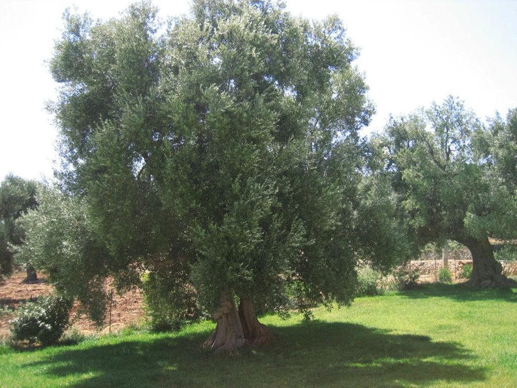 Penzion La Vigna Vecchia Fasano Exteriér fotografie
